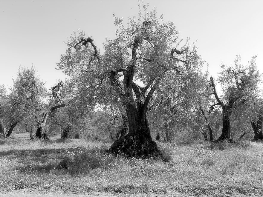 Lazio 1 | 100 x 130cm | Italien 2012