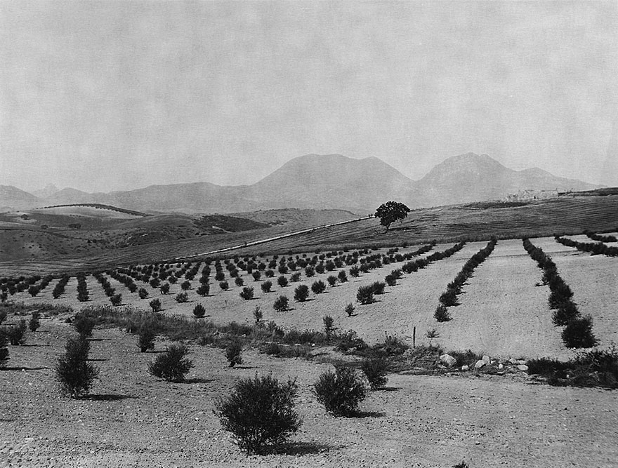 Olivenplantage Andalusien 1 | 100 x 130cm | Spanien1998