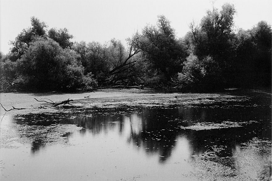 Donaudelta 3 | 100 x 130cm | Romania, 2013