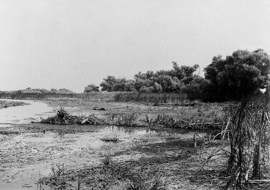 Donaudelta 1 | 100 x 130cm | Romania 2013 